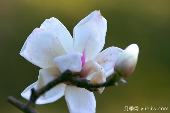 白玉兰的养殖方法和注意事项水养(图2)