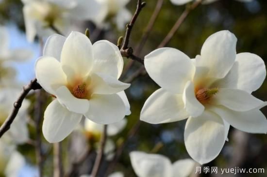 盆栽玉兰花的养殖方法(图3)