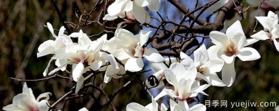 盆栽玉兰花的养殖方法(图1)