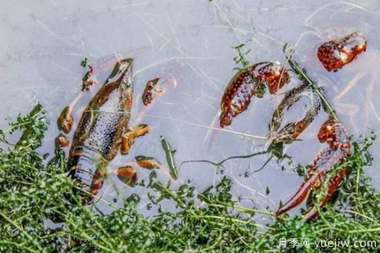 龙虾养殖技术(图3)
