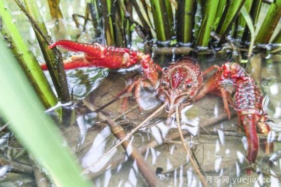 龙虾养殖技术(图2)