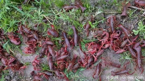 龙虾养殖技术(图1)