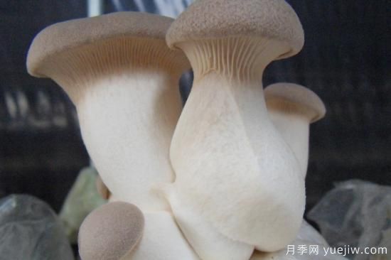 食用菌菇类十大排名 可食用菌类大全(图3)