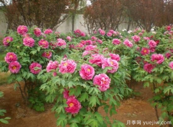 不同颜色牡丹花不同花语(图1)