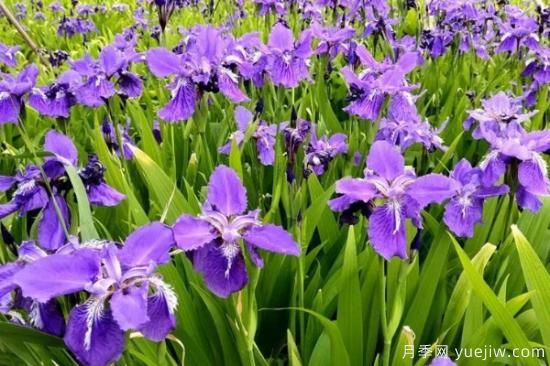 5种鲜花的花语(图3)