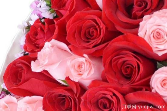 33朵玫瑰花有哪些含义(图1)