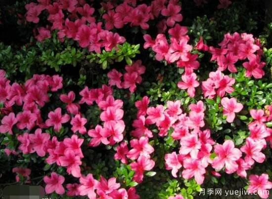 杜鹃花十大最美品种(图3)