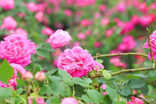 家里种玫瑰花好吗？玫瑰花的风水忌讳(图1)