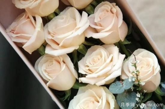 11朵玫瑰有哪些含义(图1)