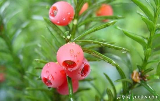 红豆杉烂根的解决方法(图1)