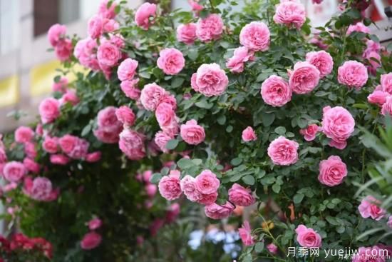 什么样的月季比较耐阴？教你最基本的选择技巧(图5)