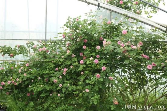 什么样的月季比较耐阴？教你最基本的选择技巧(图4)