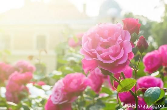 什么样的月季比较耐阴？教你最基本的选择技巧(图1)