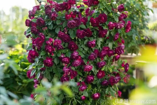 什么样的月季比较耐阴？教你最基本的选择技巧(图2)