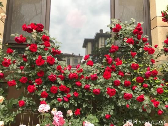 什么样的月季比较耐阴？教你最基本的选择技巧(图6)