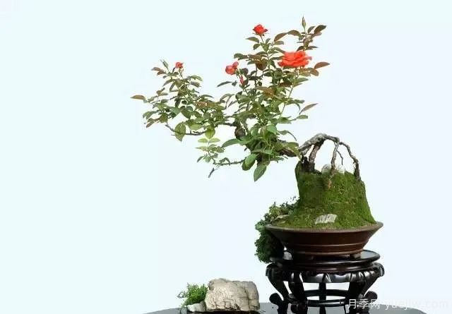 如何制作漂亮的月季盆景？艺术品来了(图2)