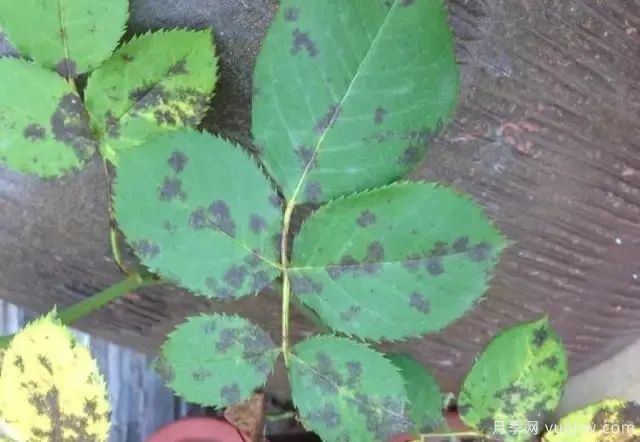 金秋时节园林绿化苗木常见病虫害与防治(图1)