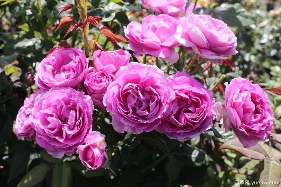 推荐16款高抗病月季品种，来自科德斯奥斯汀坦陶(图3)