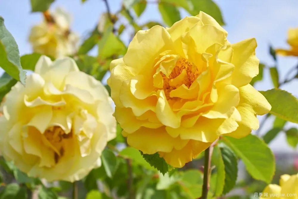推荐16款高抗病月季品种，来自科德斯奥斯汀坦陶(图5)
