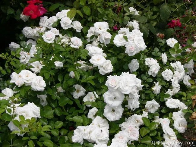 推荐16款高抗病月季品种，来自科德斯奥斯汀坦陶(图10)