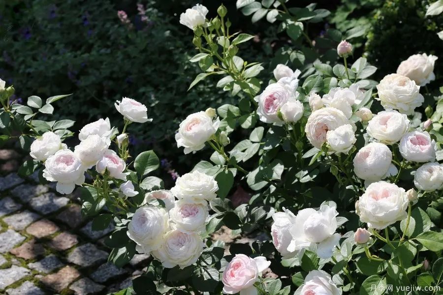 推荐16款高抗病月季品种，来自科德斯奥斯汀坦陶(图9)