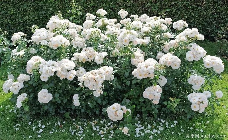 推荐16款高抗病月季品种，来自科德斯奥斯汀坦陶(图13)