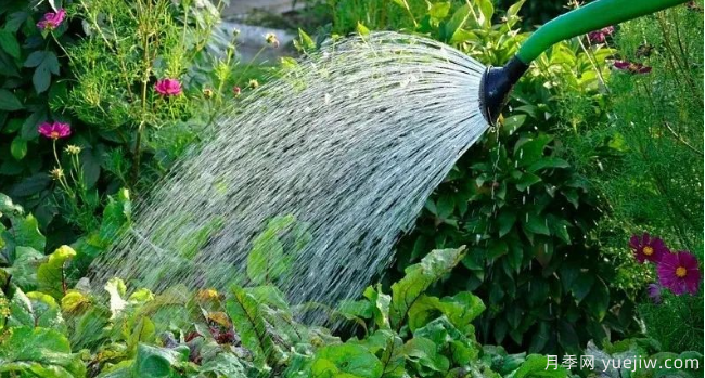 如何给园林植物浇水更合理？灌木乔木花境各有方法(图1)