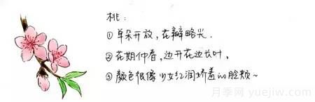 桃花，杏花，樱花，梨花，李花，海棠花傻傻分不清？(图1)