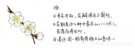 桃花，杏花，樱花，梨花，李花，海棠花傻傻分不清？(图4)