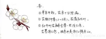 桃花，杏花，樱花，梨花，李花，海棠花傻傻分不清？(图5)