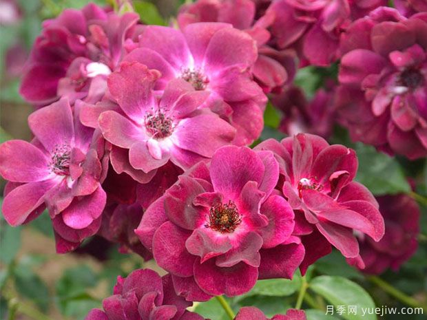 ​3个特别的月季花， 不愁没花看(图2)