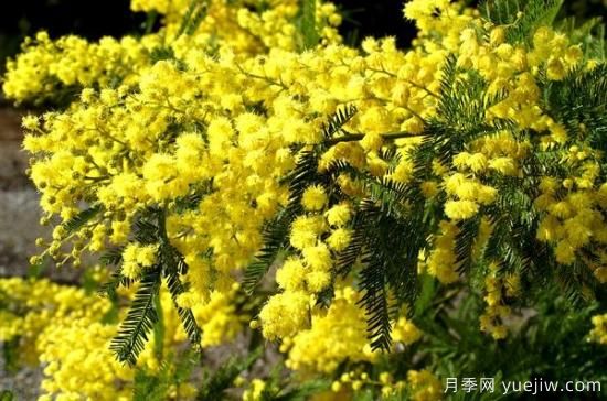 银荆的形状特征及生长习性(图1)