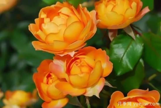 推荐8个勤花月季品种，轻松爆盆，最值得拥有(图2)