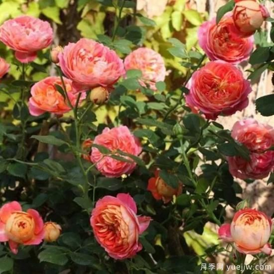 推荐8个勤花月季品种，轻松爆盆，最值得拥有(图5)