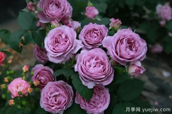 强烈推荐的11种月季花，阳台变花园不是梦(图7)