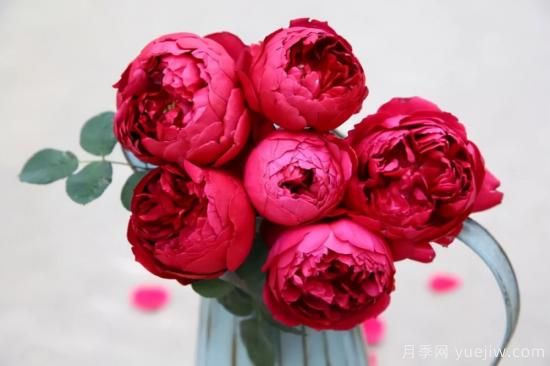 强烈推荐的11种月季花，阳台变花园不是梦(图10)