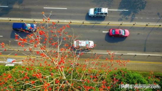 12种常见的行道树树种，你家乡的行道树是什么(图8)
