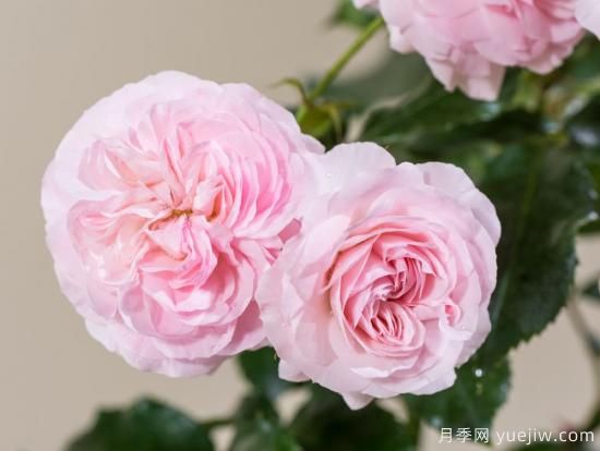 推荐7个颜值能打抗性超群的粉色灌木月季(图3)