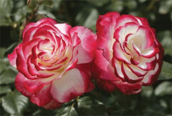 推荐6个勤花且抗病性强的经典品种月季(图5)