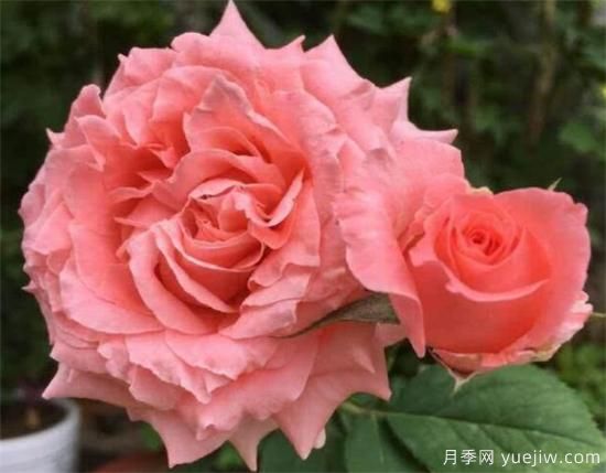 推荐6个勤花且抗病性强的经典品种月季(图6)