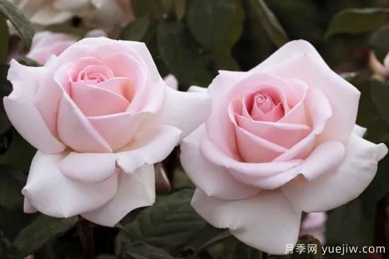 推荐7个颜值能打抗性超群的粉色灌木月季(图5)