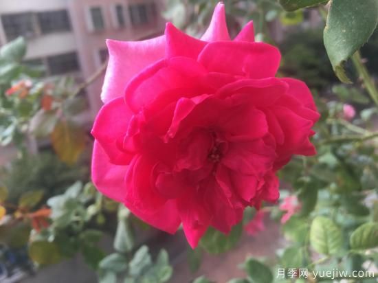 广东阳台党必入5种月季，耐热又好养(图5)