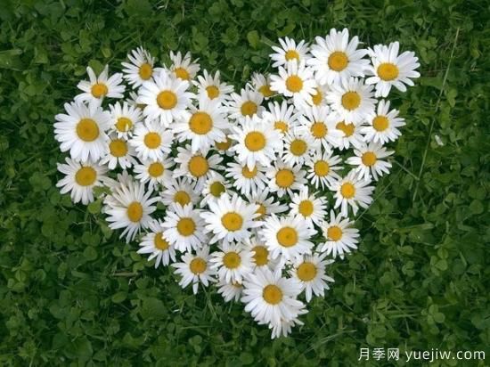 送花得送的“恰到好处”各种花的寓意和象征意义(图2)