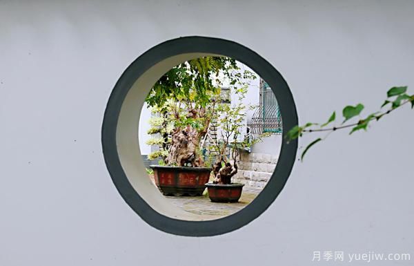 河南鄢陵：中原花木第一村的美丽新图(图5)
