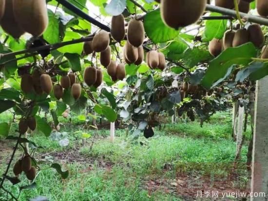 南阳内乡：“灵女”猕猴桃农场主的“产业梦”(图1)