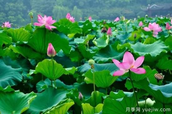 以花命名的农历，中国人对月份的雅称及别称(图6)