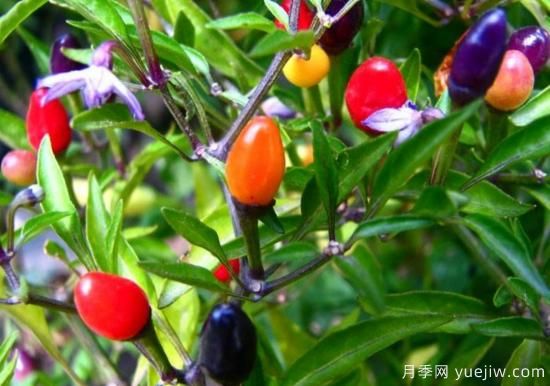 100种常见花卉的栽培大全，送给爱养花的你(图72)