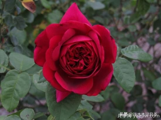 35个奥斯汀官方推荐的月季品种，抗病强长势好开花多花友必选(图25)