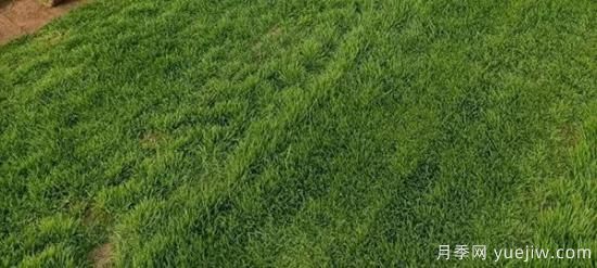 冬天想要绿草如茵，可以试试这几种草坪(图2)