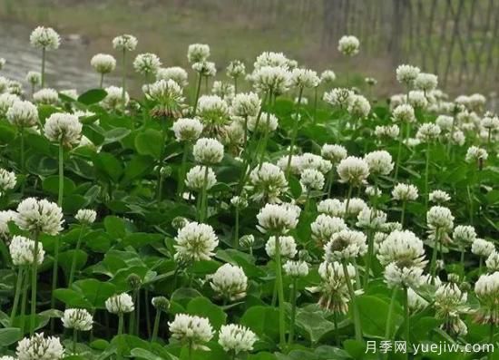 冬天想要绿草如茵，可以试试这几种草坪(图4)